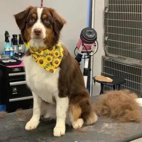 Dog with sunflower bandana sitting on grooming table after being brushed